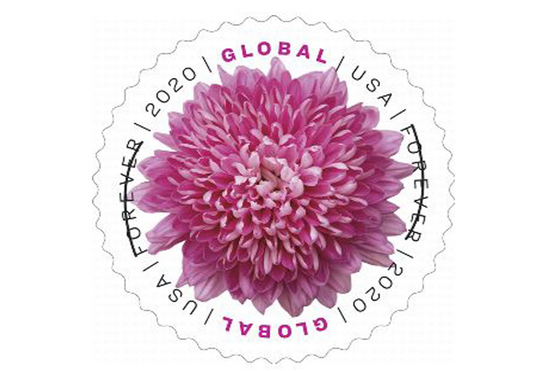 Global Chrysanthemum Global International